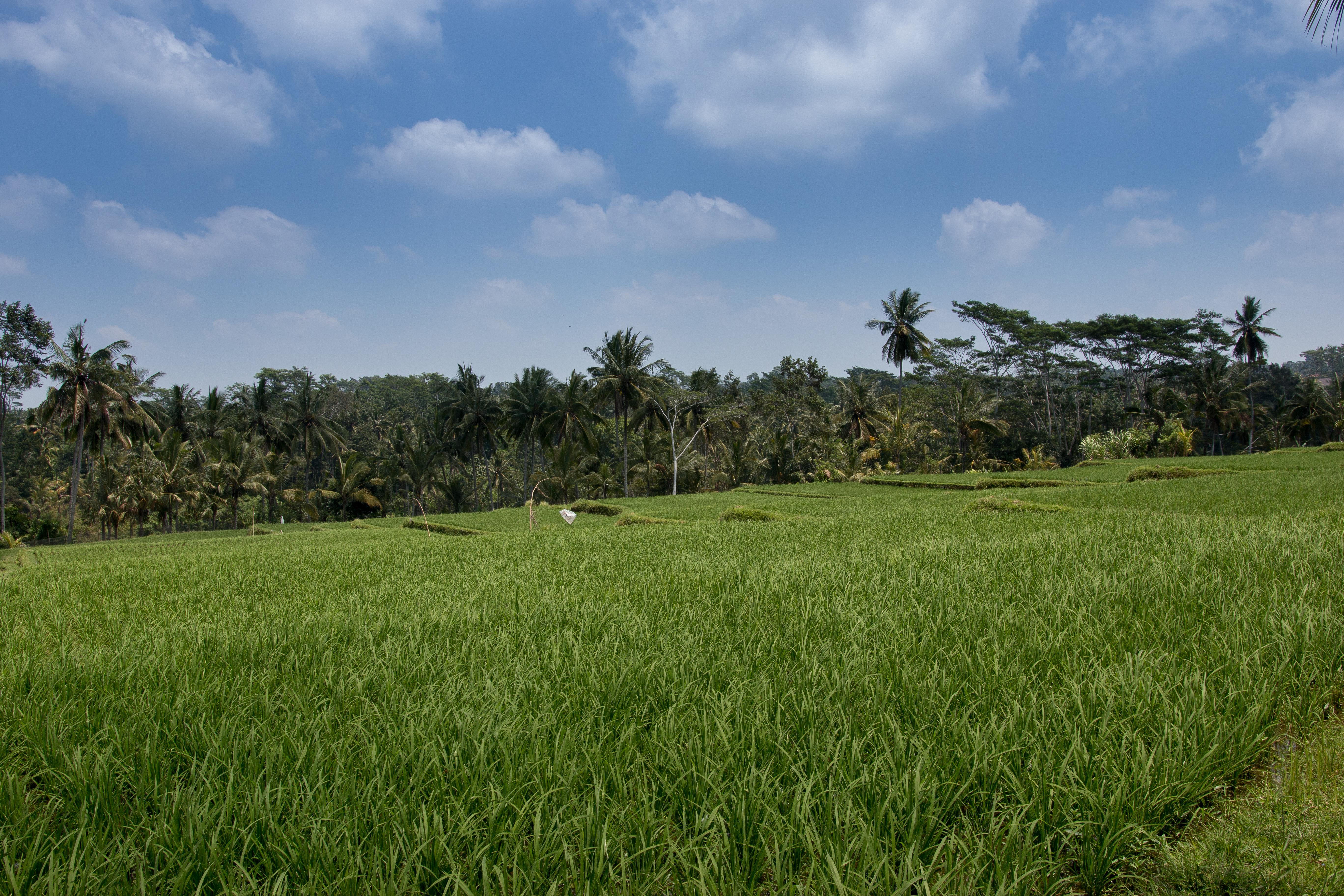 Resor Onje And